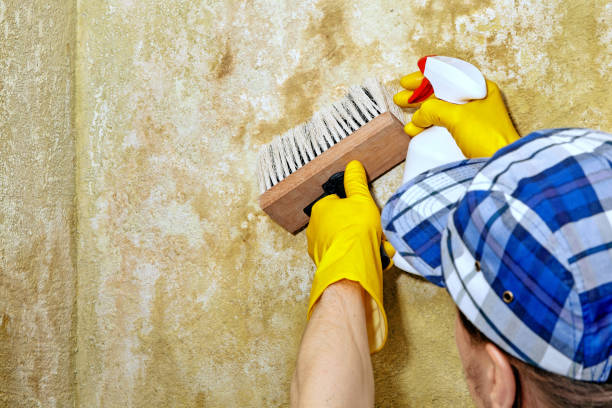 Best Mold Documentation for Insurance Claims  in Woodbury, NJ