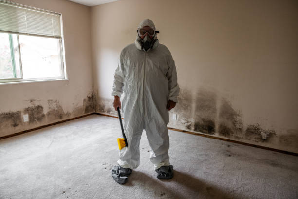 Reliable Woodbury, NJ Mold Removal Solutions